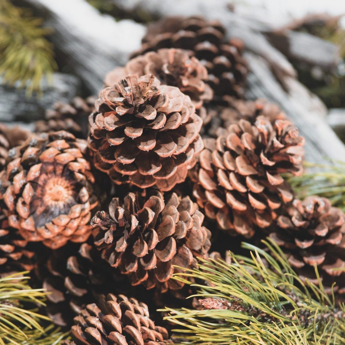 Pine cones for firelighting