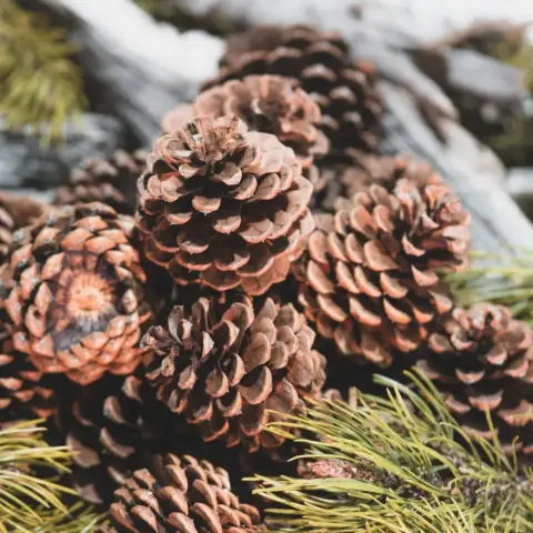 Dry pine cones, used as natural firelighters